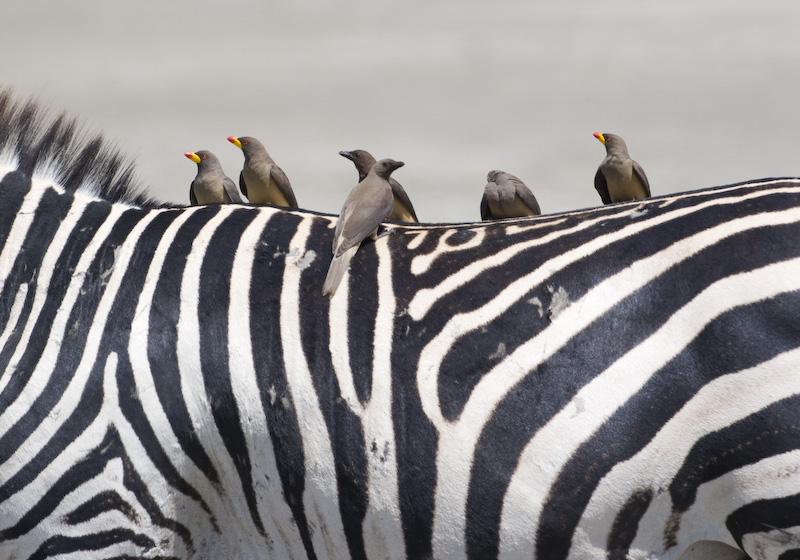 Yellow-Billed Oxpeckers On Back Of Plains Zebra